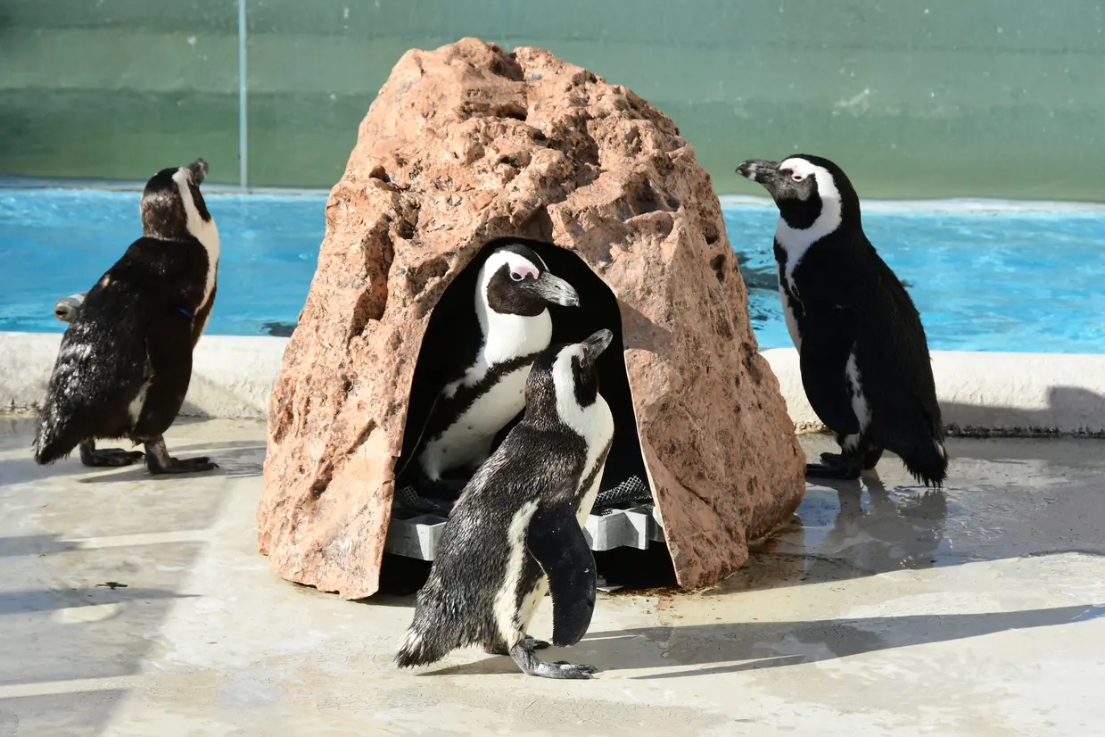 伊勢夫婦岩ふれあい水族館