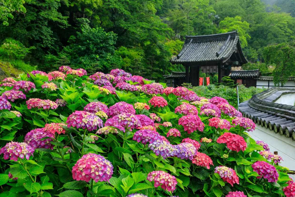 長谷寺