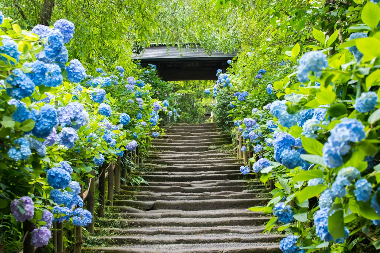 明月院