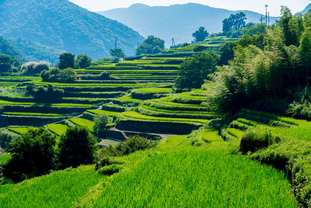 中山の千枚田