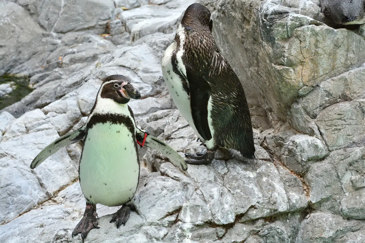 野毛山動物園