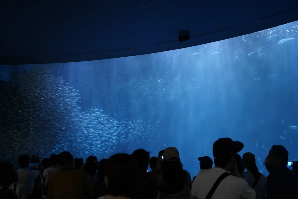 黒潮大水槽