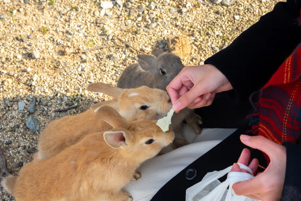 キャベツに寄ってくるうさぎ