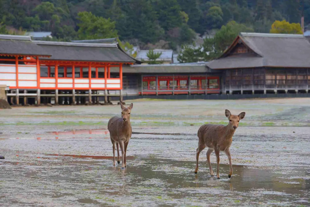 宮島の鹿