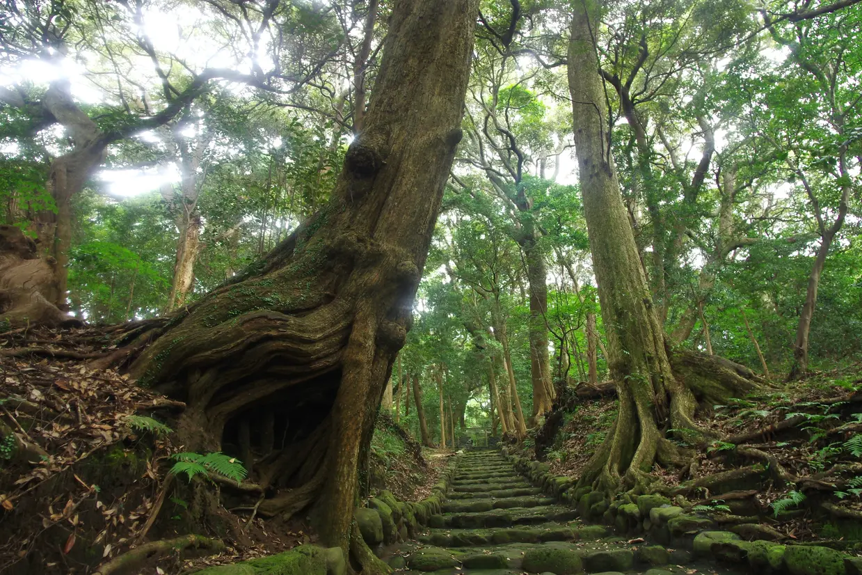 大宮神社の参道
