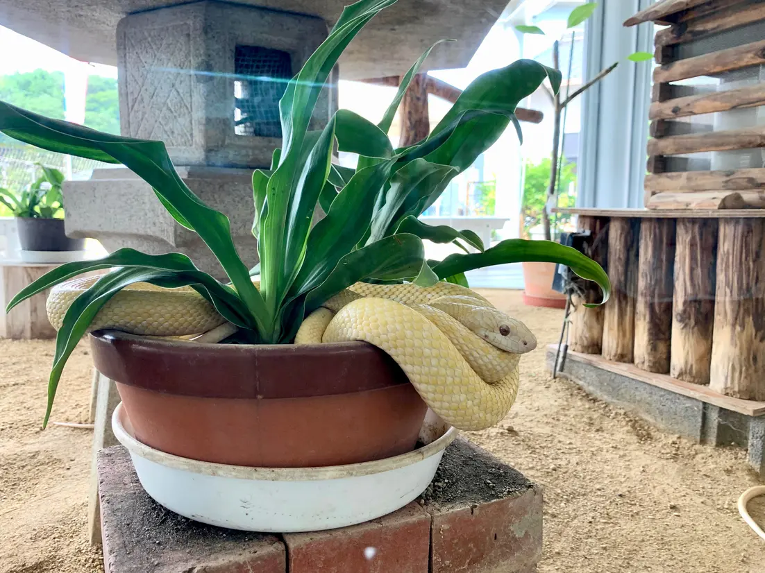 岩国シロヘビの館の白へび