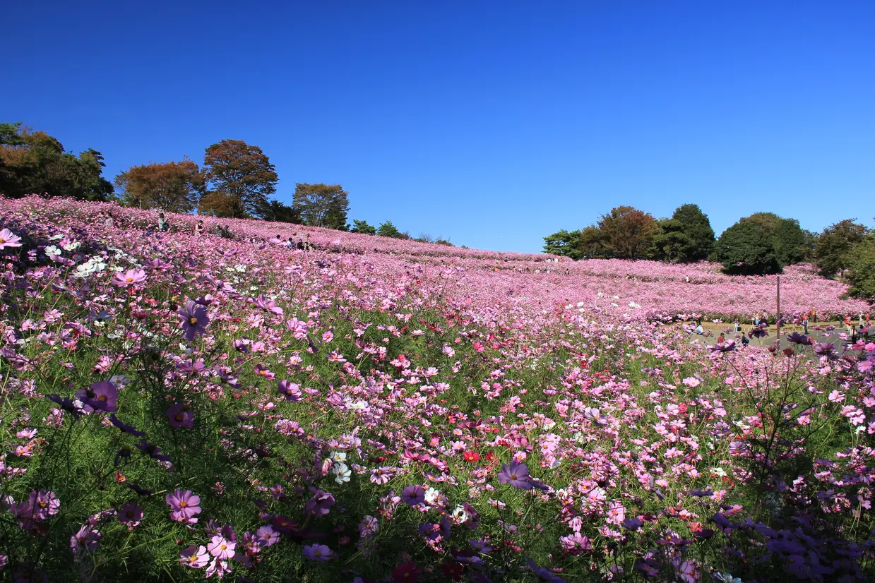 花の丘 コスモス