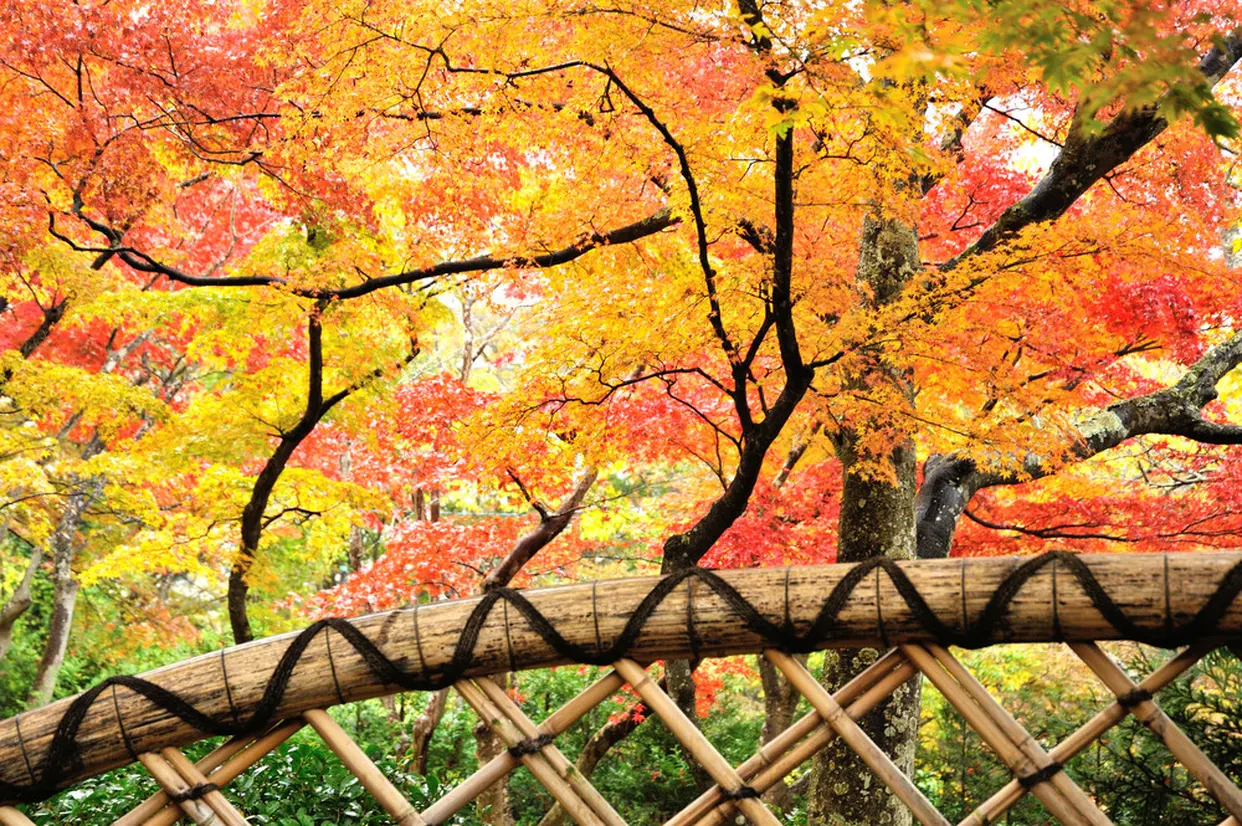 箱根美術館の紅葉