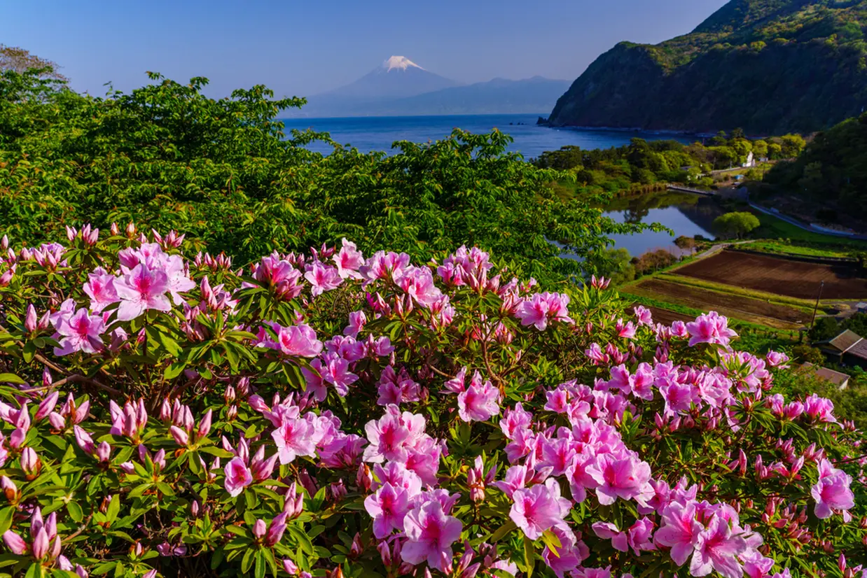 ツツジと富士山