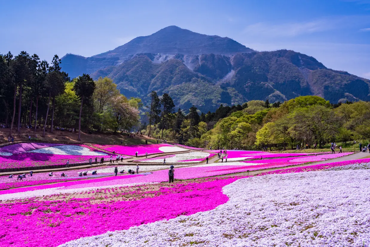 芝桜まつり