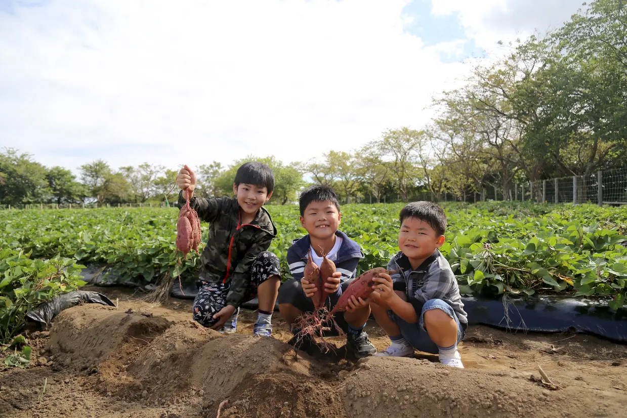 さつまいも堀り