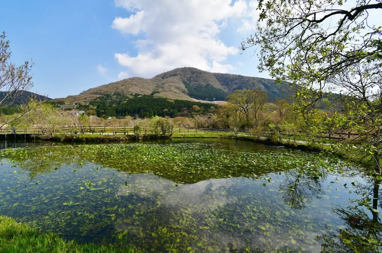 春の箱根湿生花園