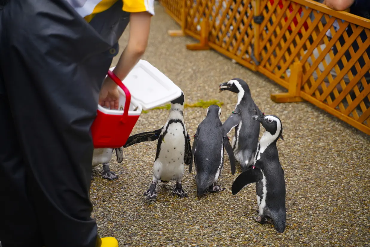 ペンギンのフーディングタイム
