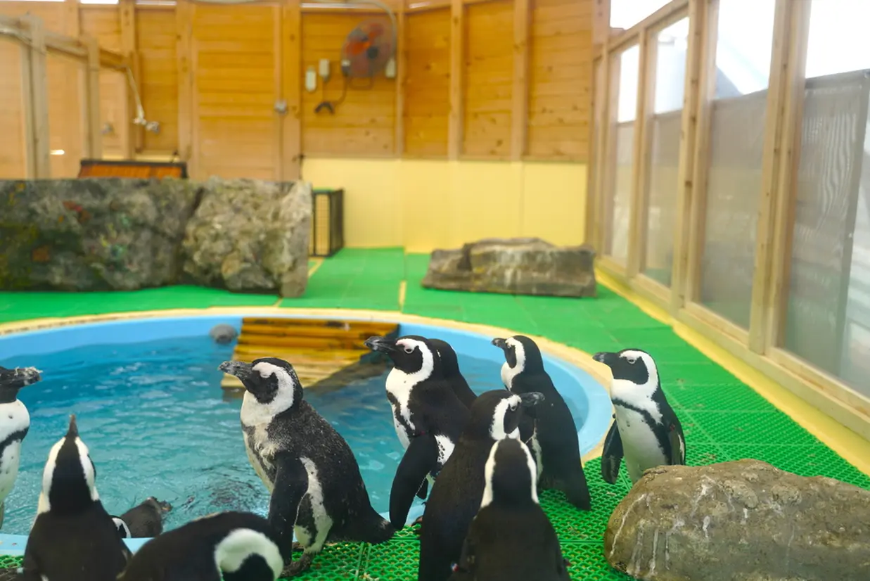 ゴマちゃんデッキ　ケープペンギン