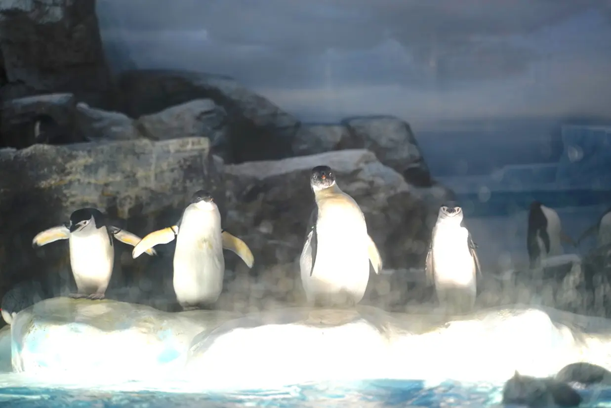 ペンギン水槽