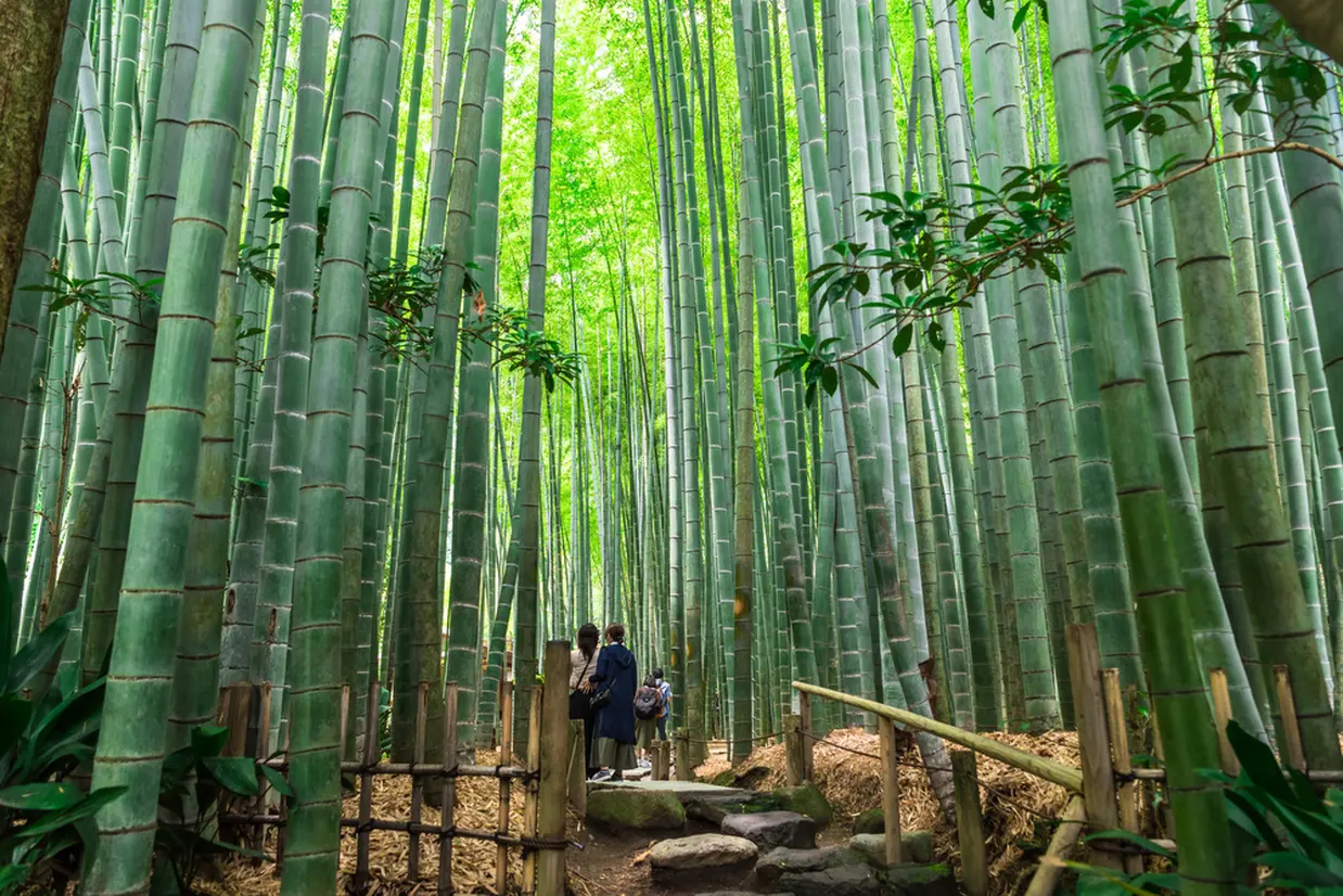 報国寺