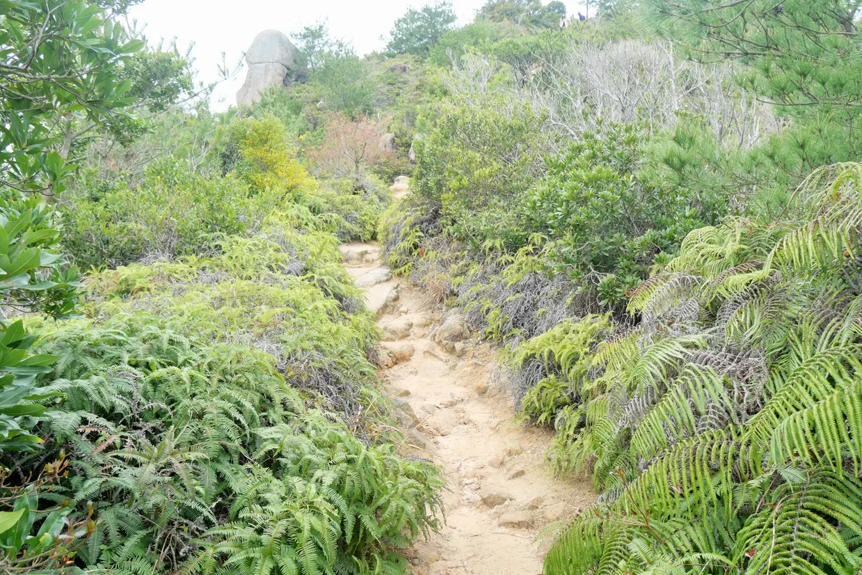 登山道