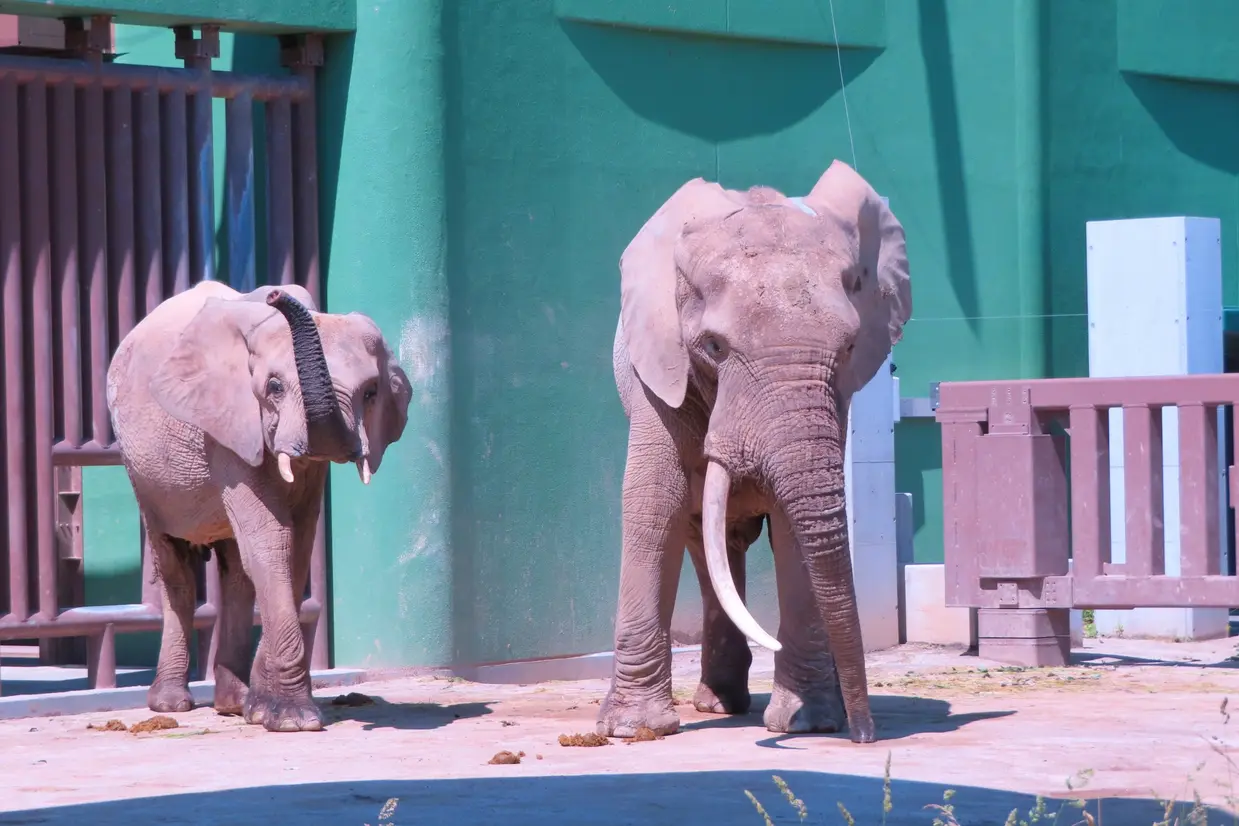 広島市安佐動物公園　マルミミゾウ