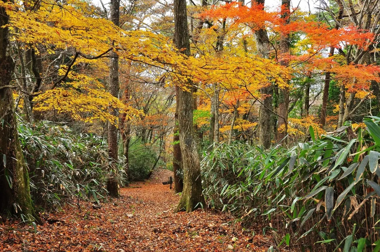 宮ノ下の紅葉