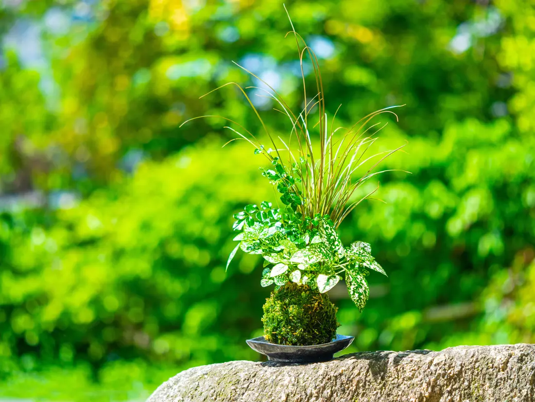 苔玉