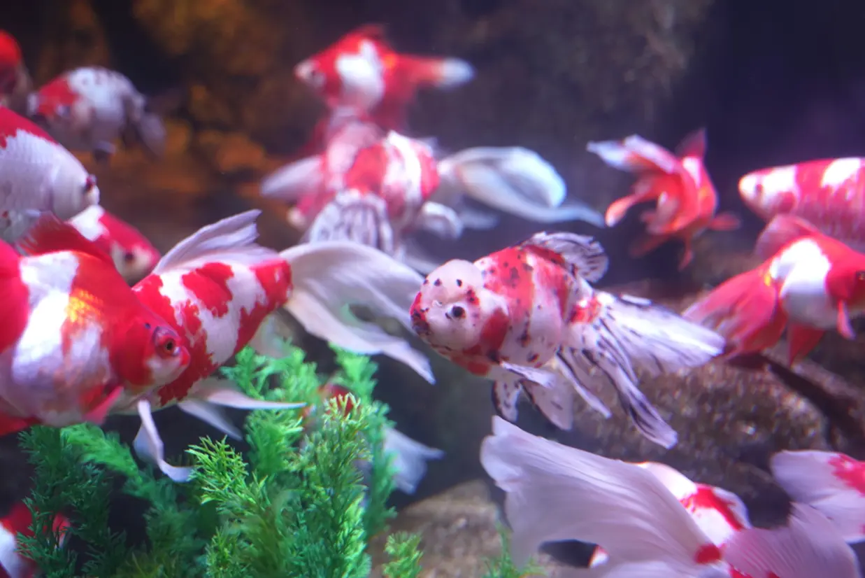 金魚の水槽