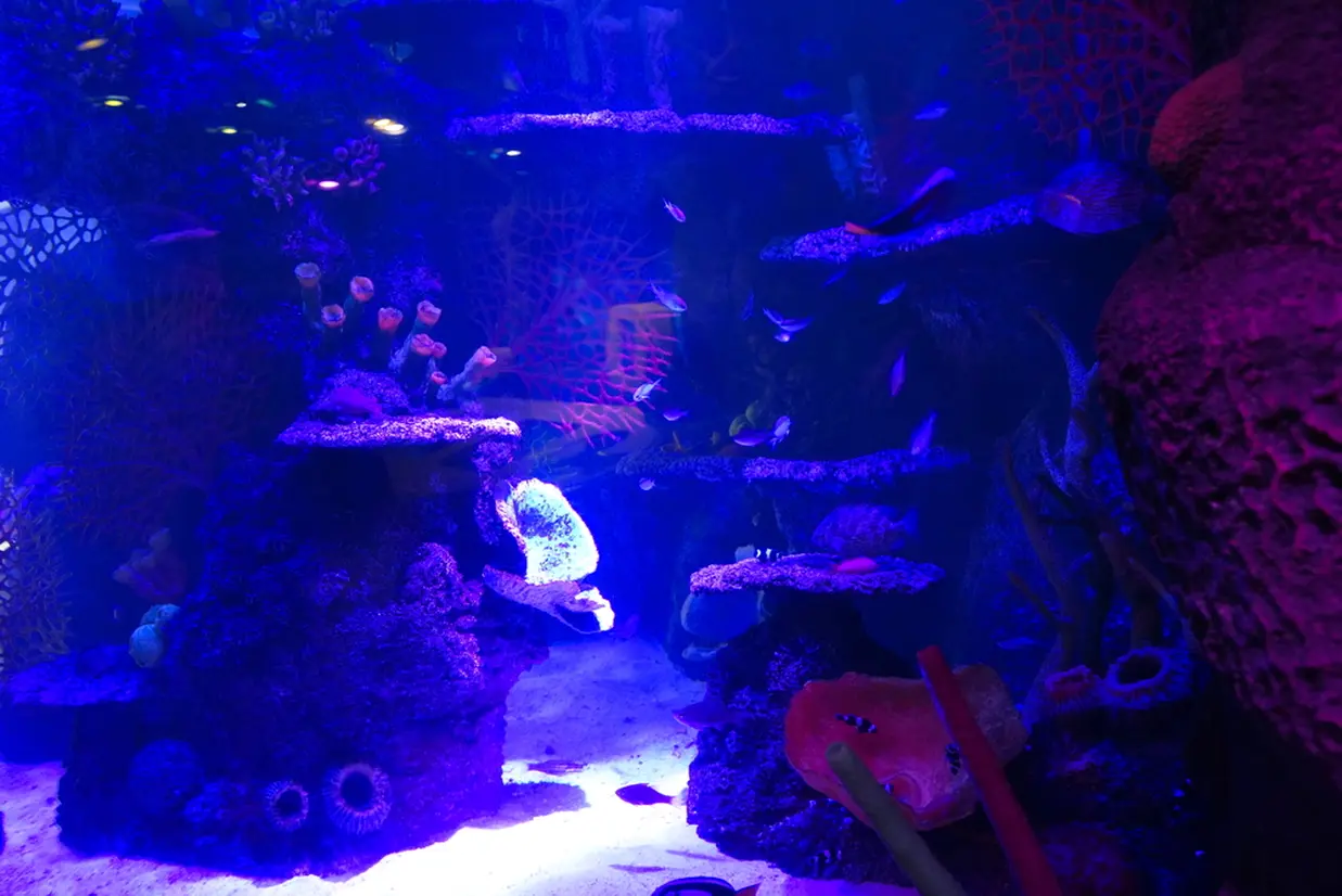 サンゴ礁の海