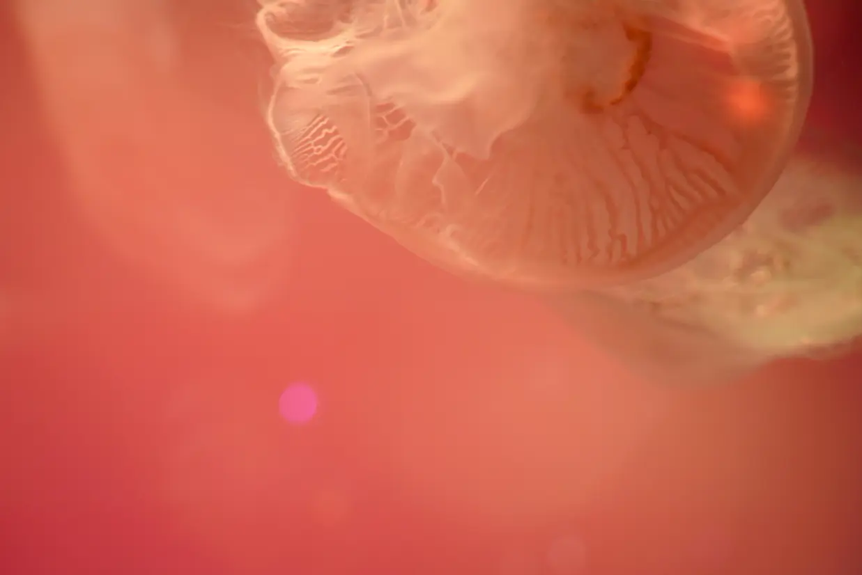 くらげの海