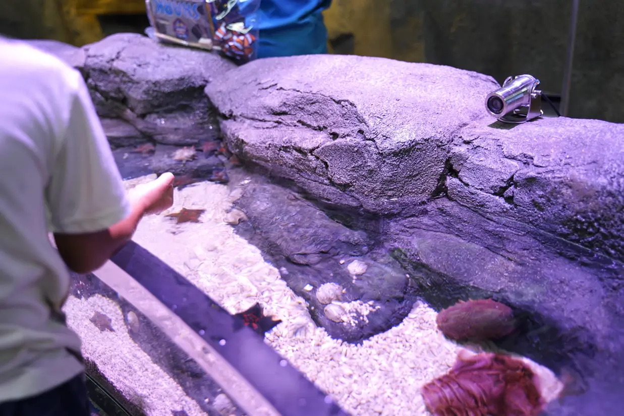 ロック・プール