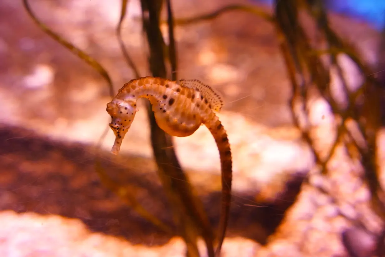タツノオトシゴ