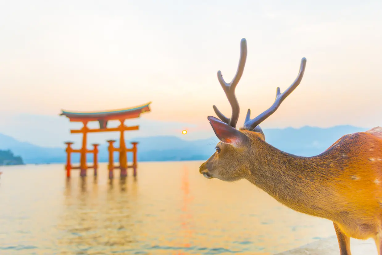 鹿と大鳥居