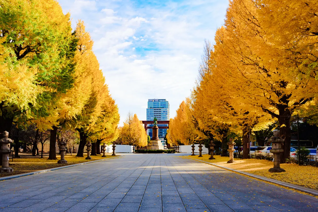 靖国神社銀杏並木