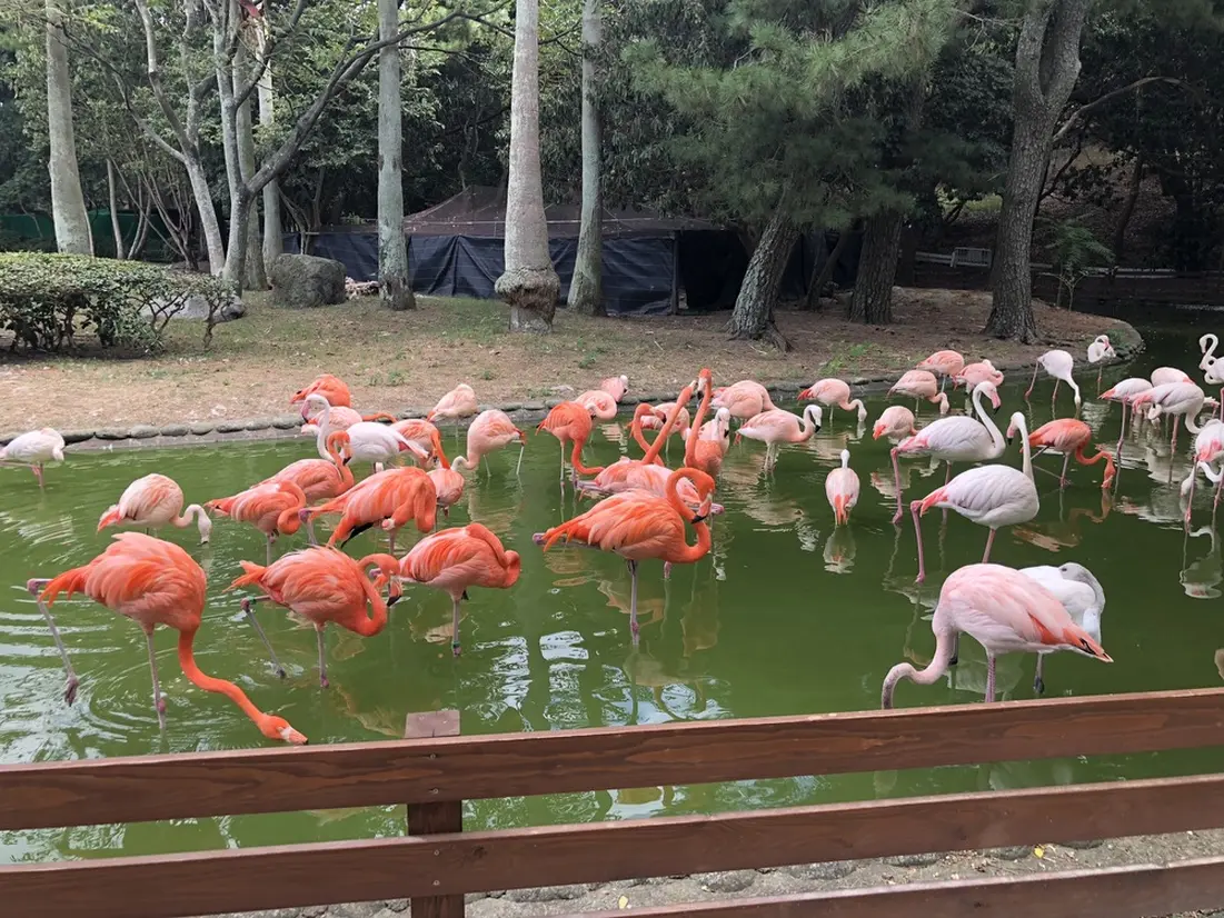 動物の森　フラミンゴ