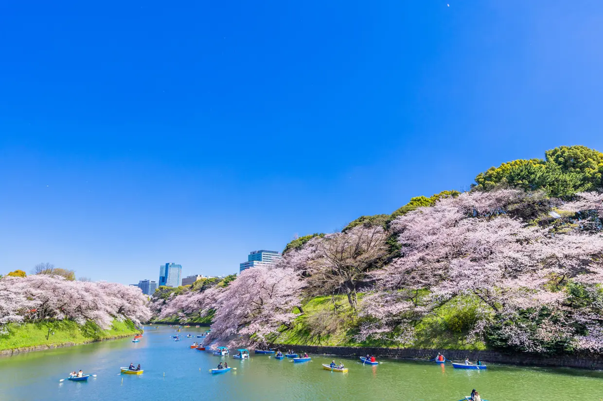 皇居周辺の桜