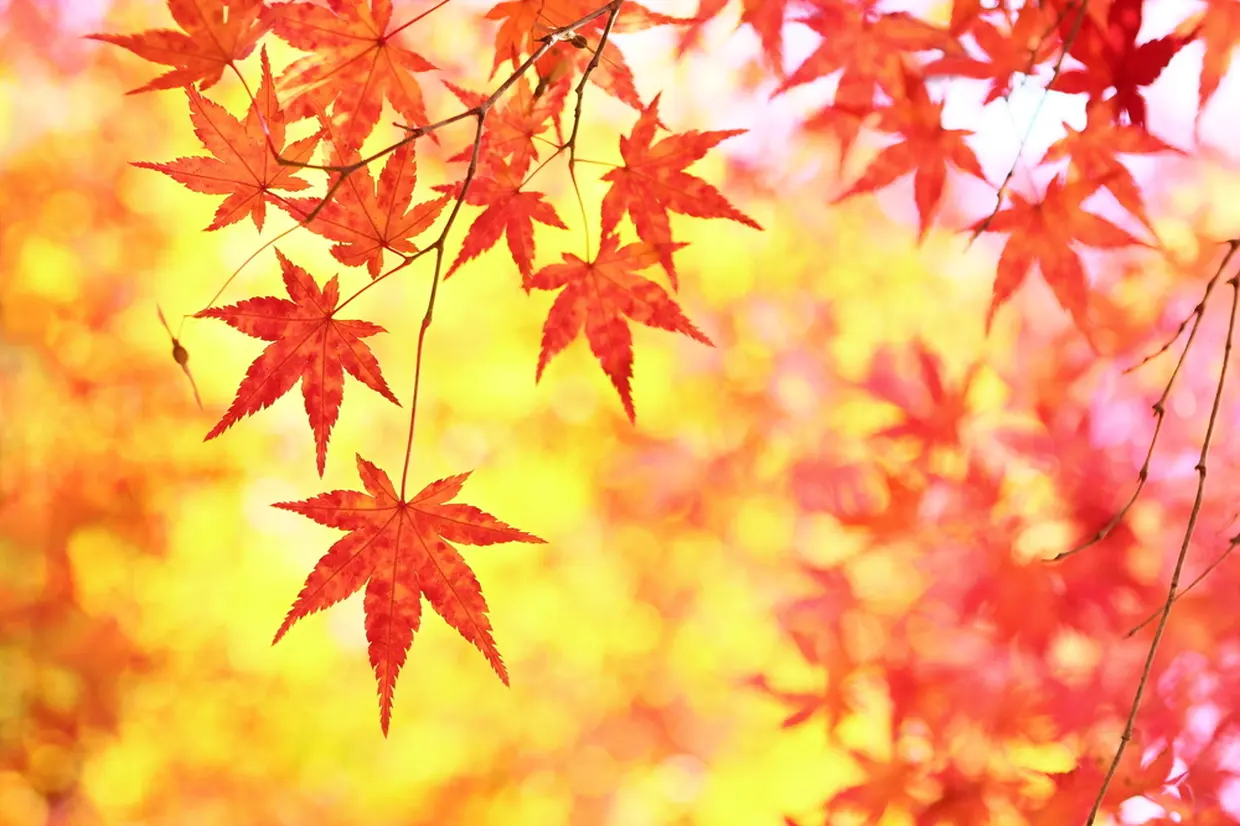 もみじの紅葉