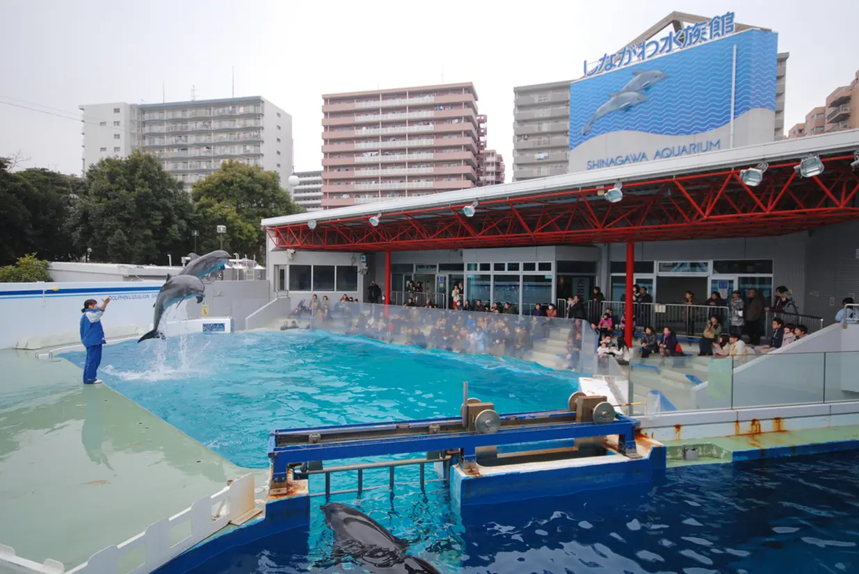 イルカショー