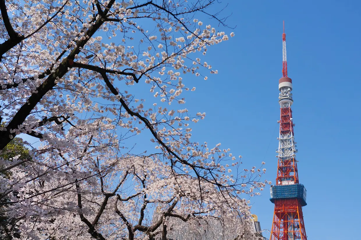 東京タワーと桜