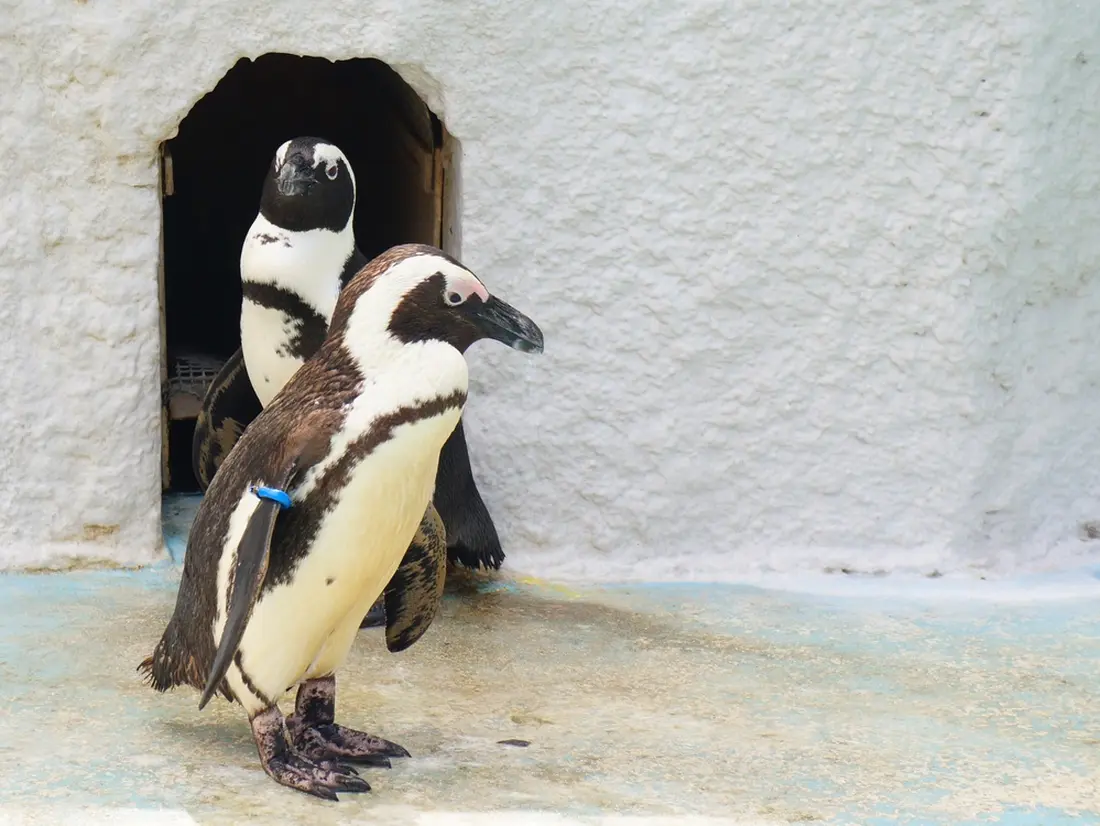 ペンギン