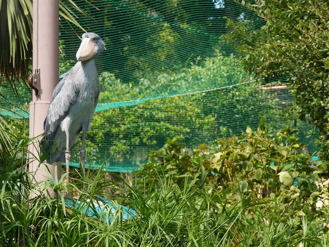 ハシビロコウ