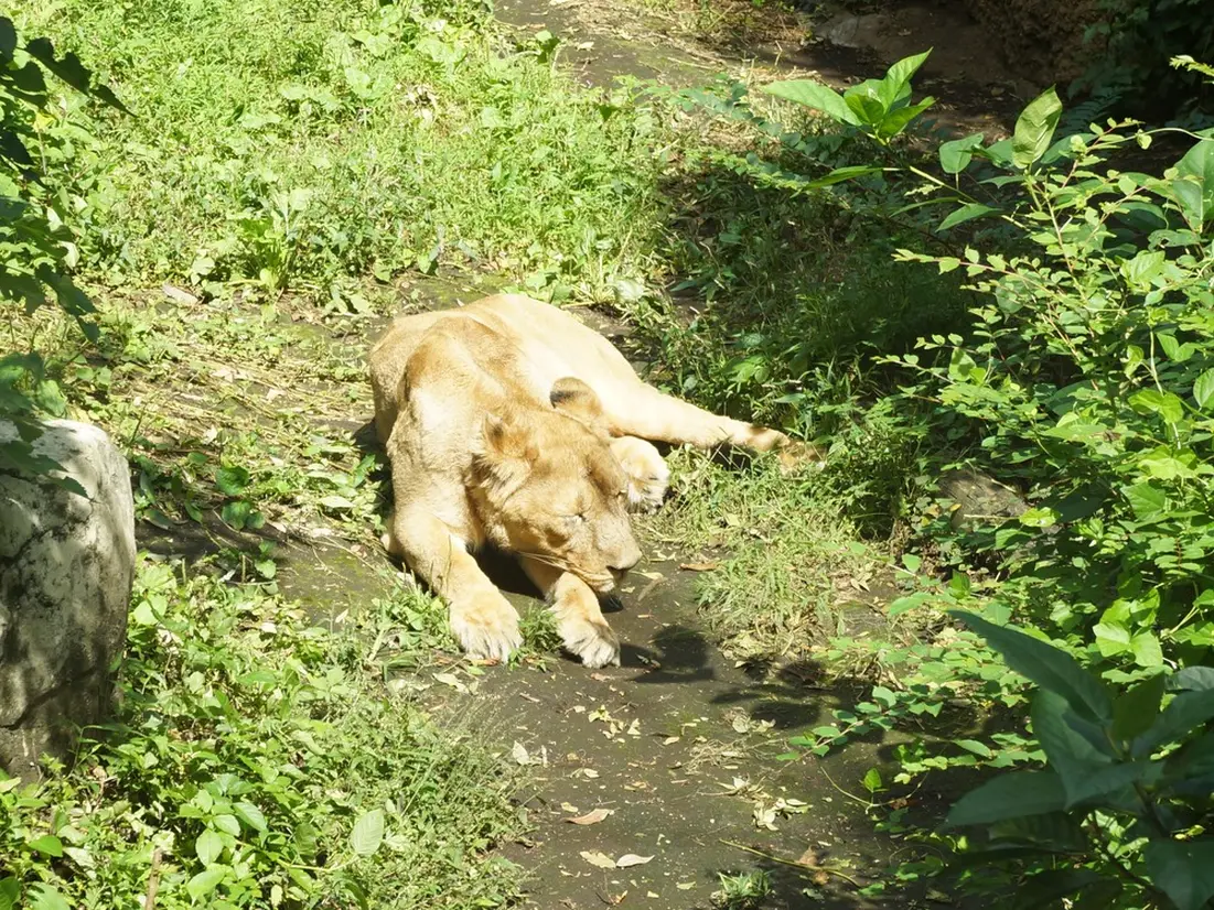 ライオン