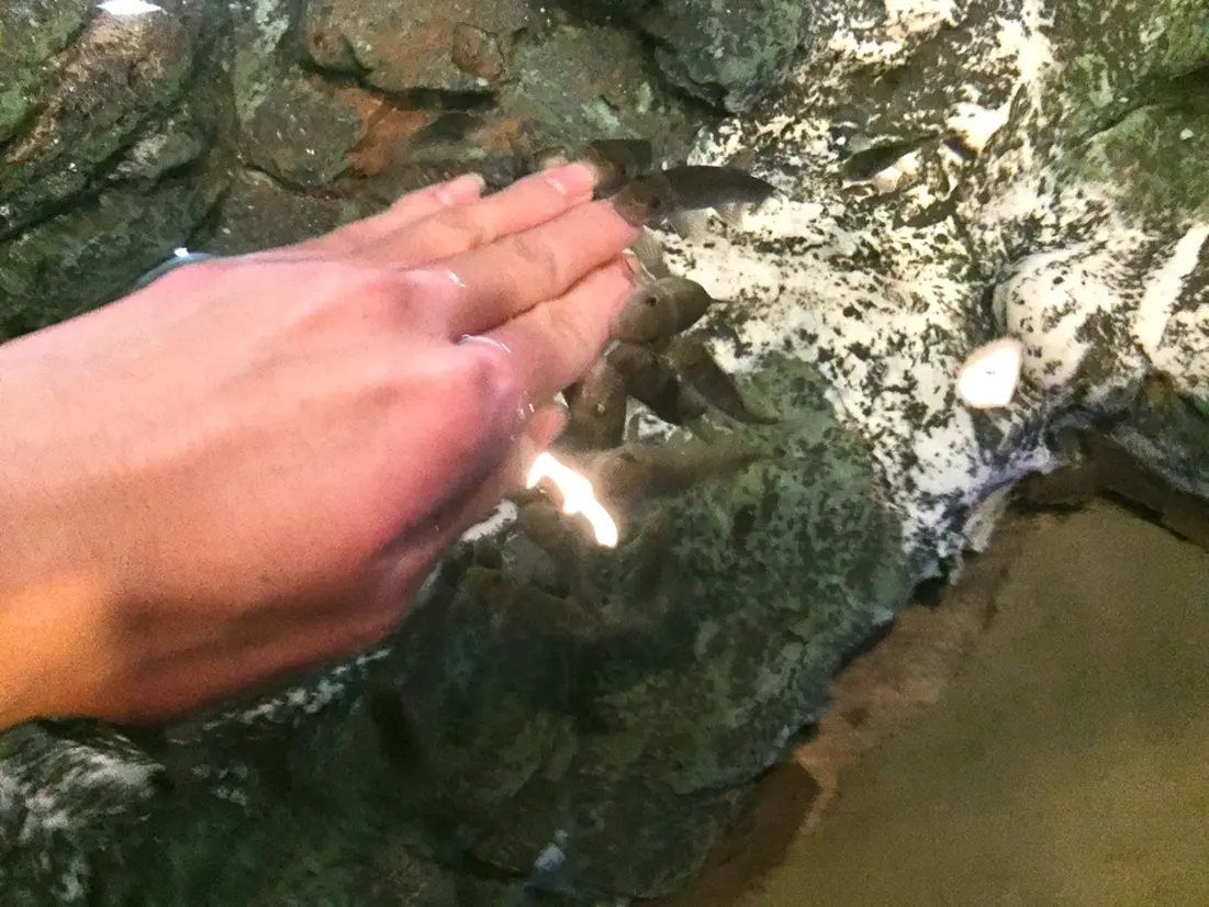 ふれあい水槽〜ガラ・ルファ〜