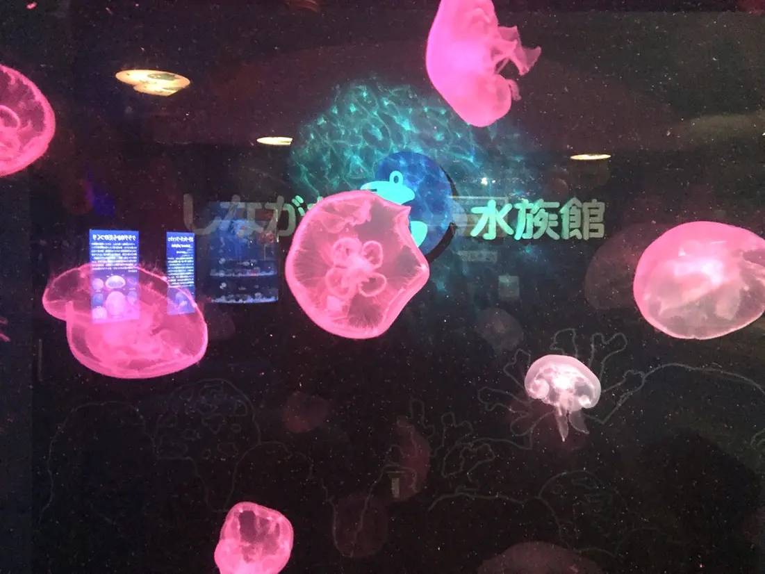 フォトスタジオ水槽