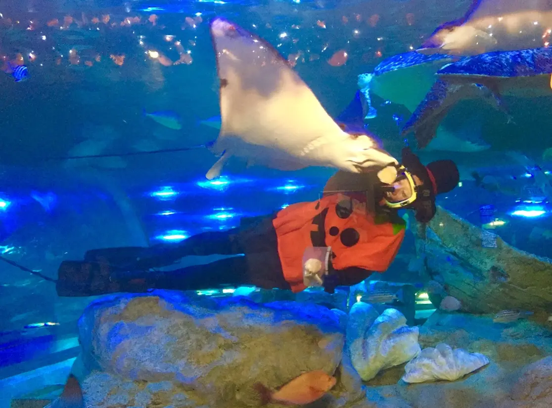 水中ショー