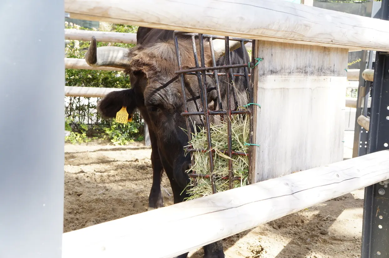 子ども動物園すてっぷ