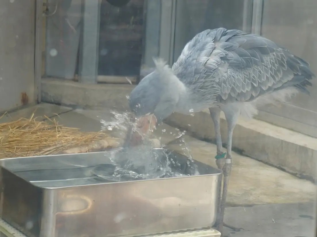 水浴びをするハシビロコウ