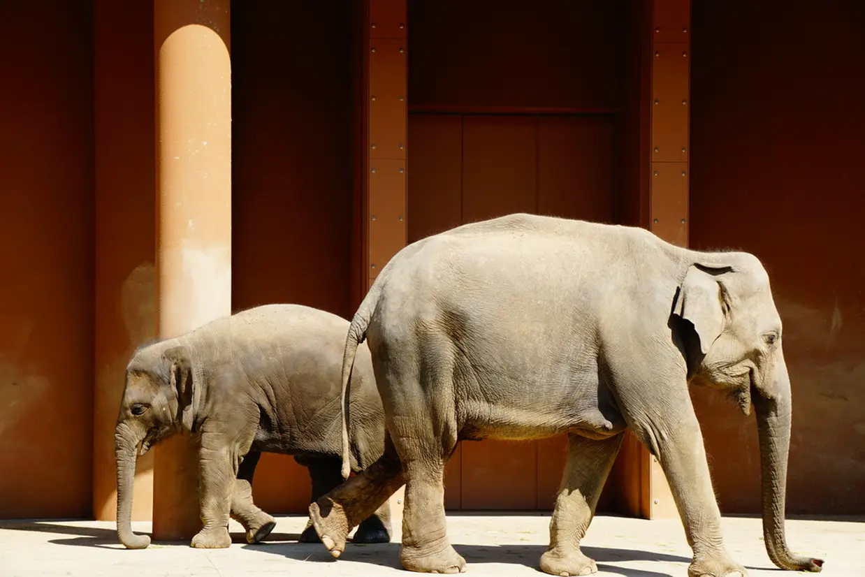 東山動物園