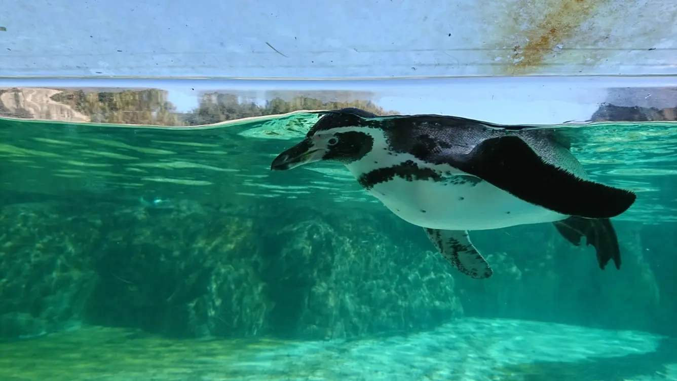 ペンギン