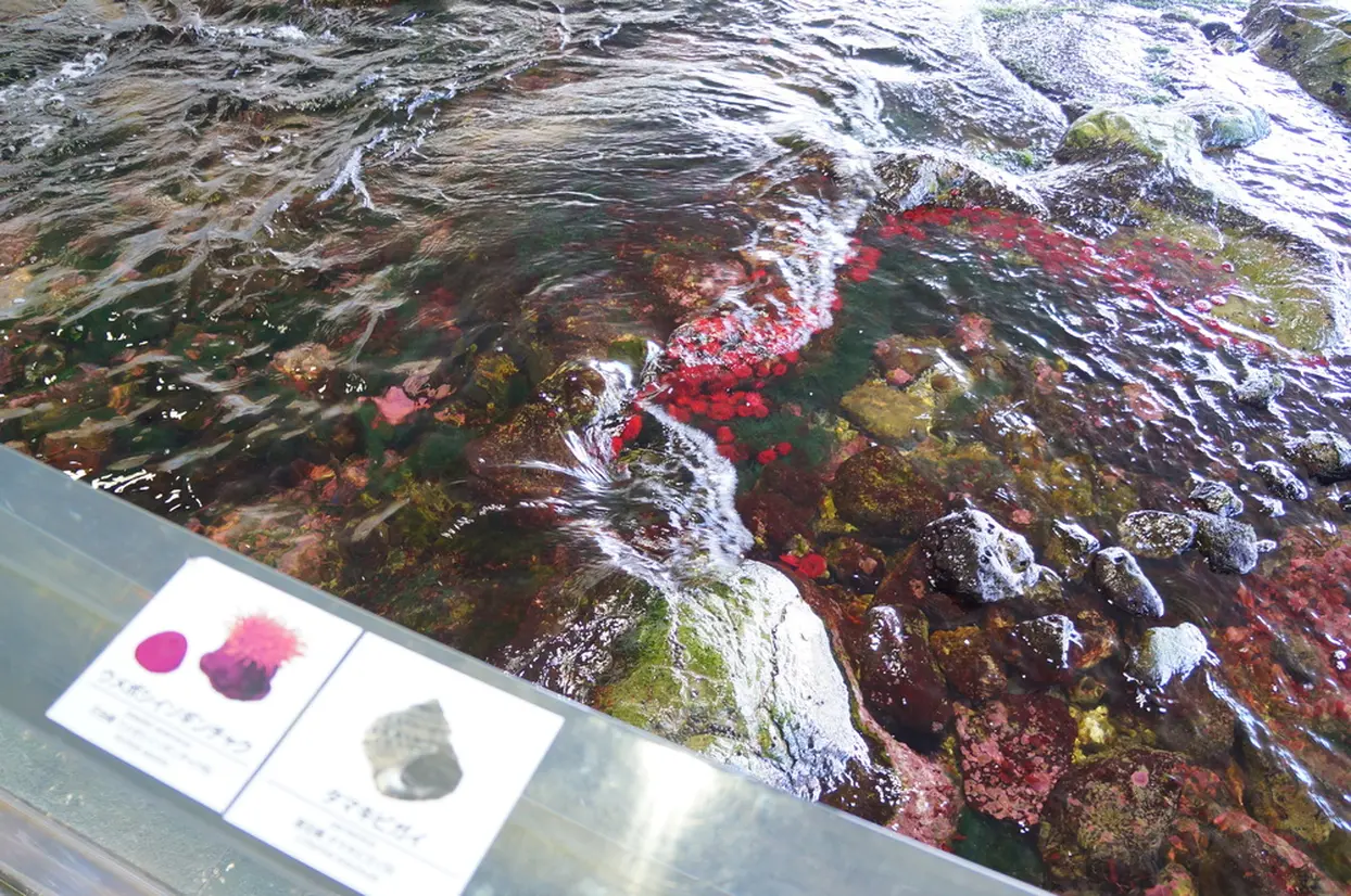 渚の生物コーナー