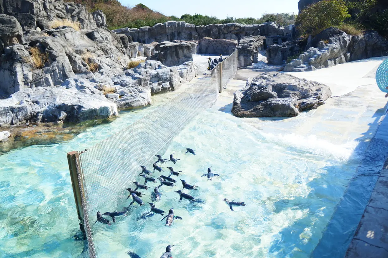 ペンギン
