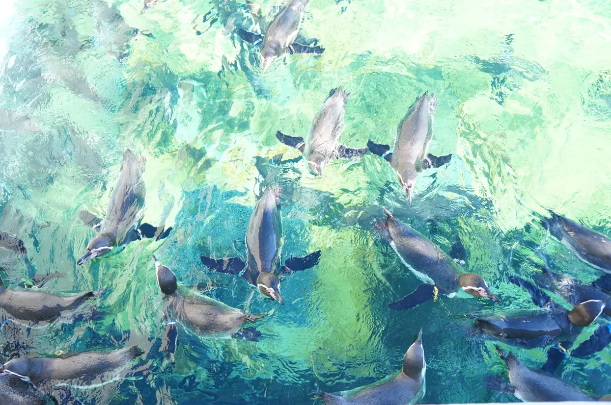 ペンギン