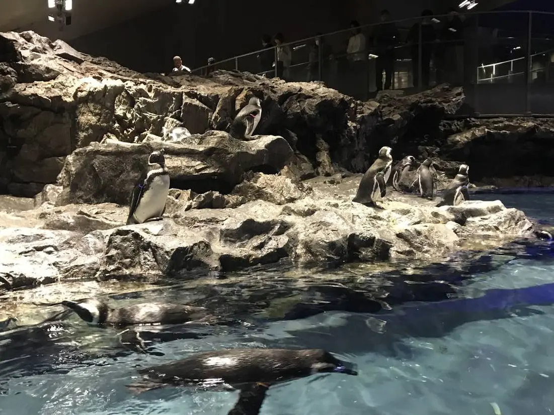 ペンギン展示